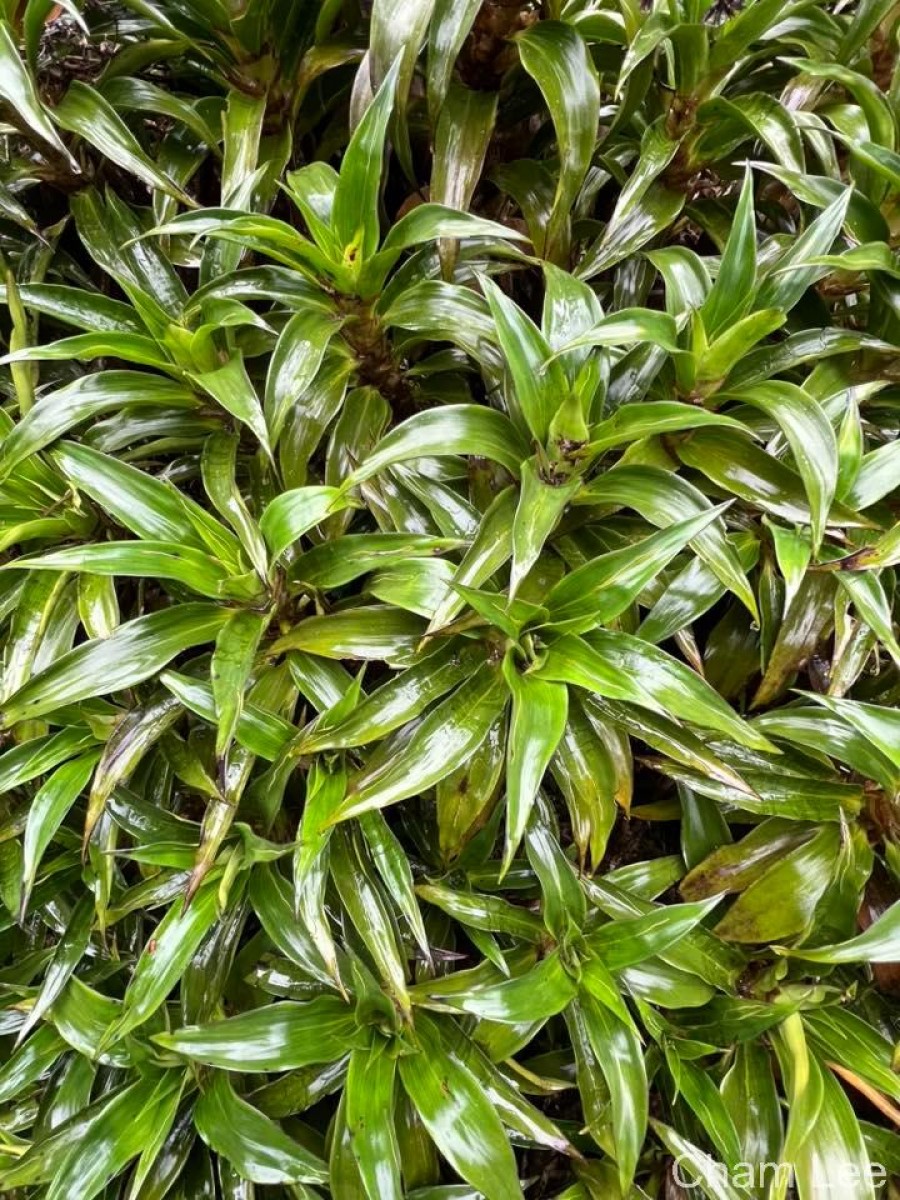 Hedyotis gardneri Thwaites